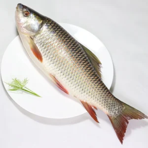 দেশি রুই মাছ (Fresh Rui Fish) – নদীর আসল স্বাদ